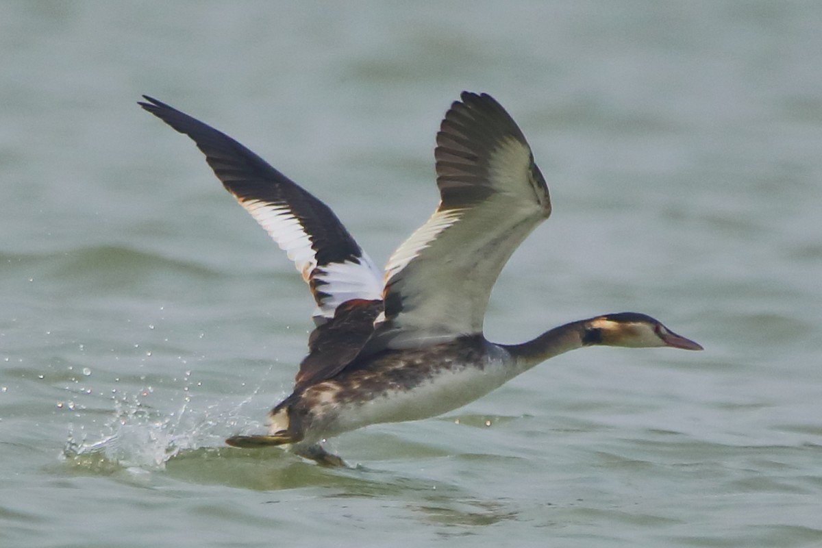 Somormujo Lavanco - ML646955858