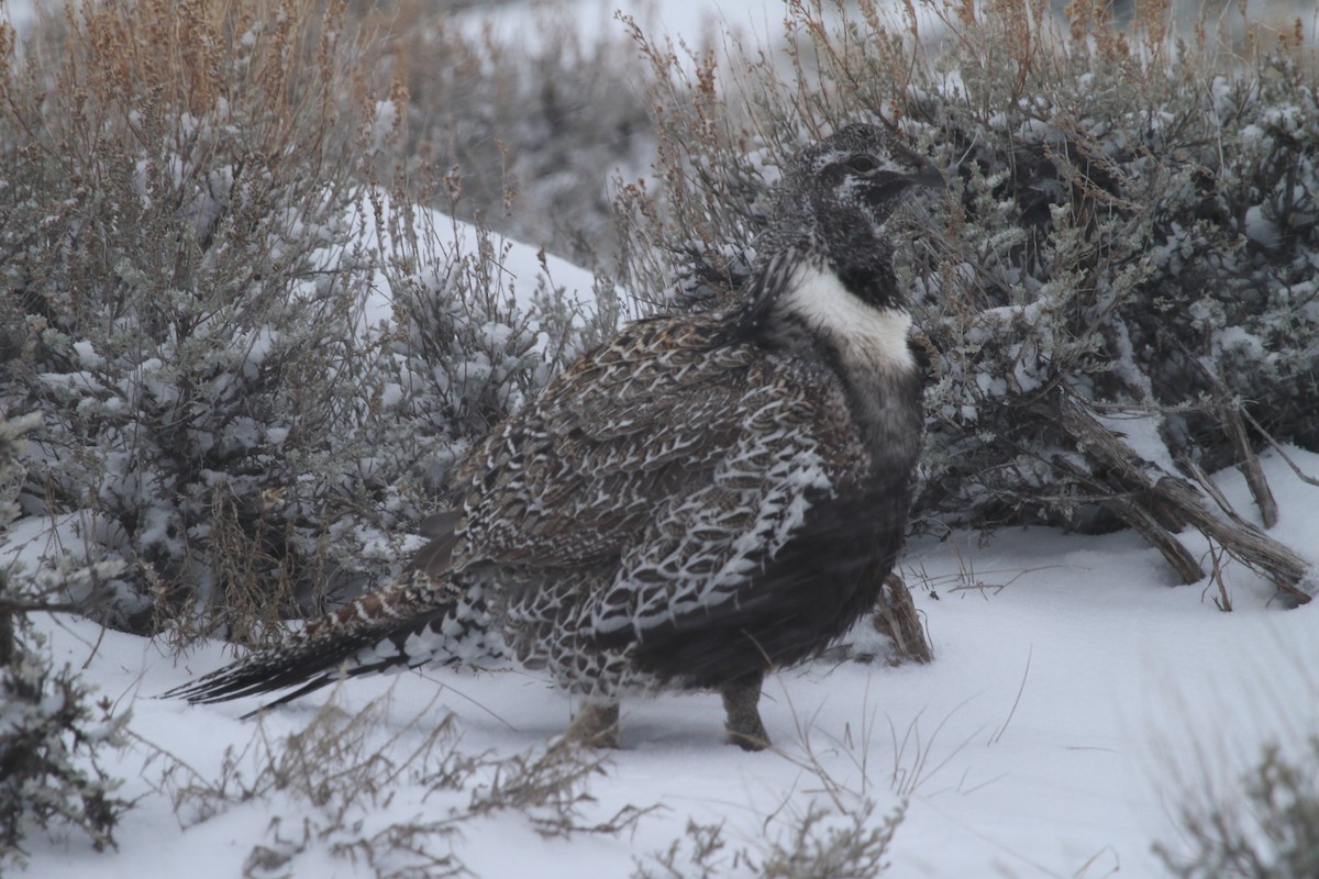 Gallo de las Artemisas Grande - ML646955859