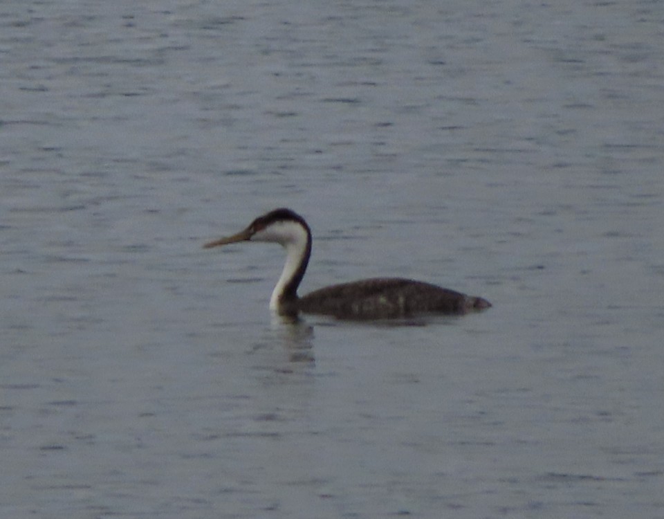 Achichilique Común - ML646955860