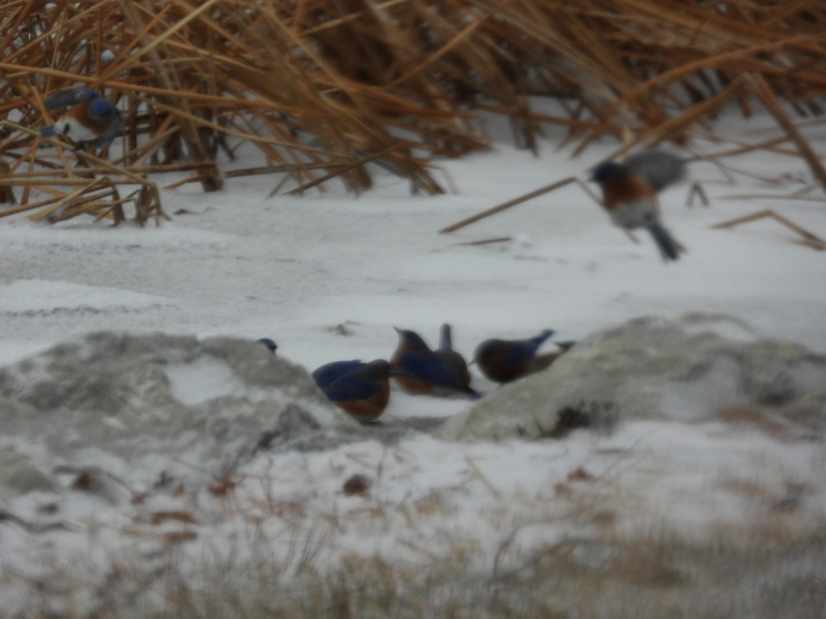 Azulejo Oriental - ML646955861