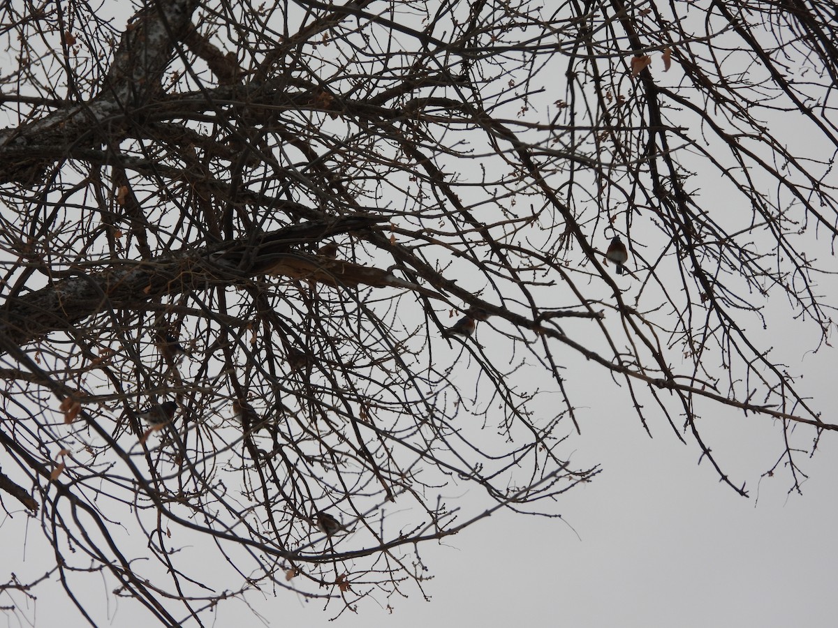 Azulejo Oriental - ML646955862