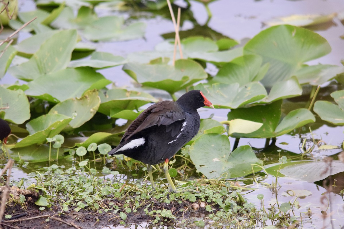 Gallineta Americana - ML646955863