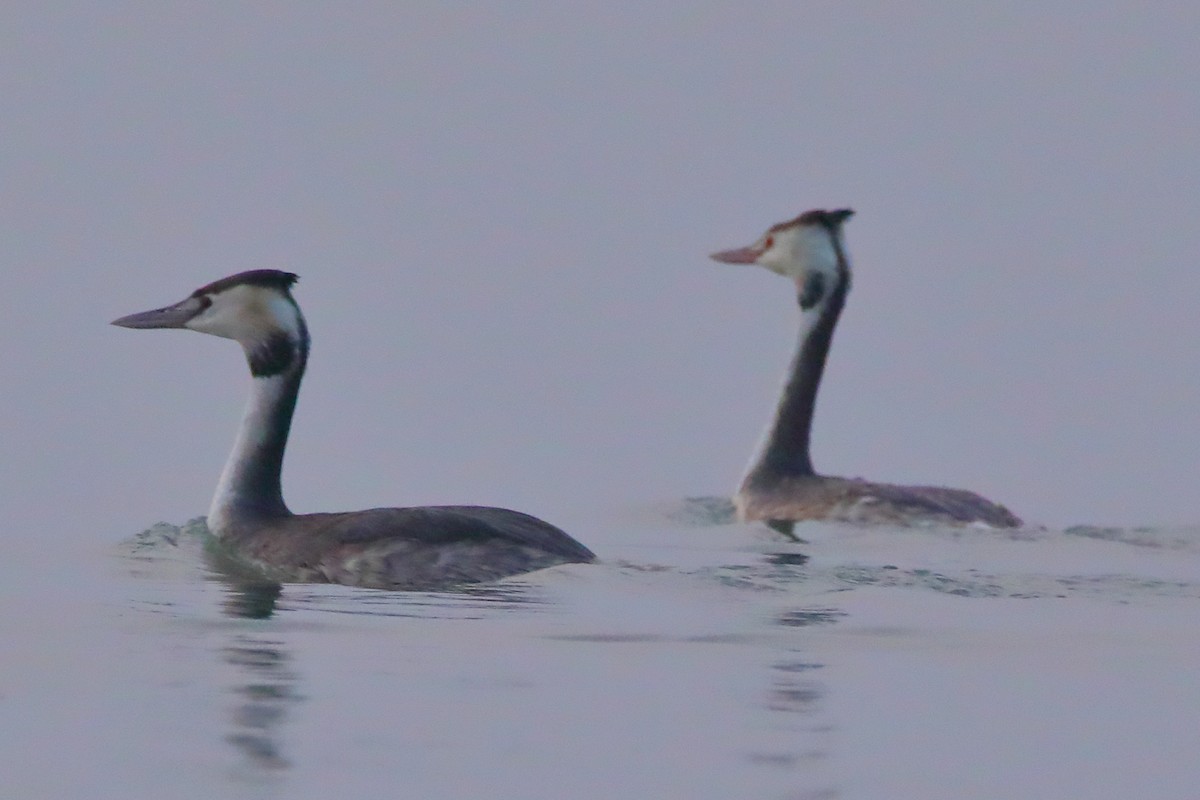 Somormujo Lavanco - ML646955864