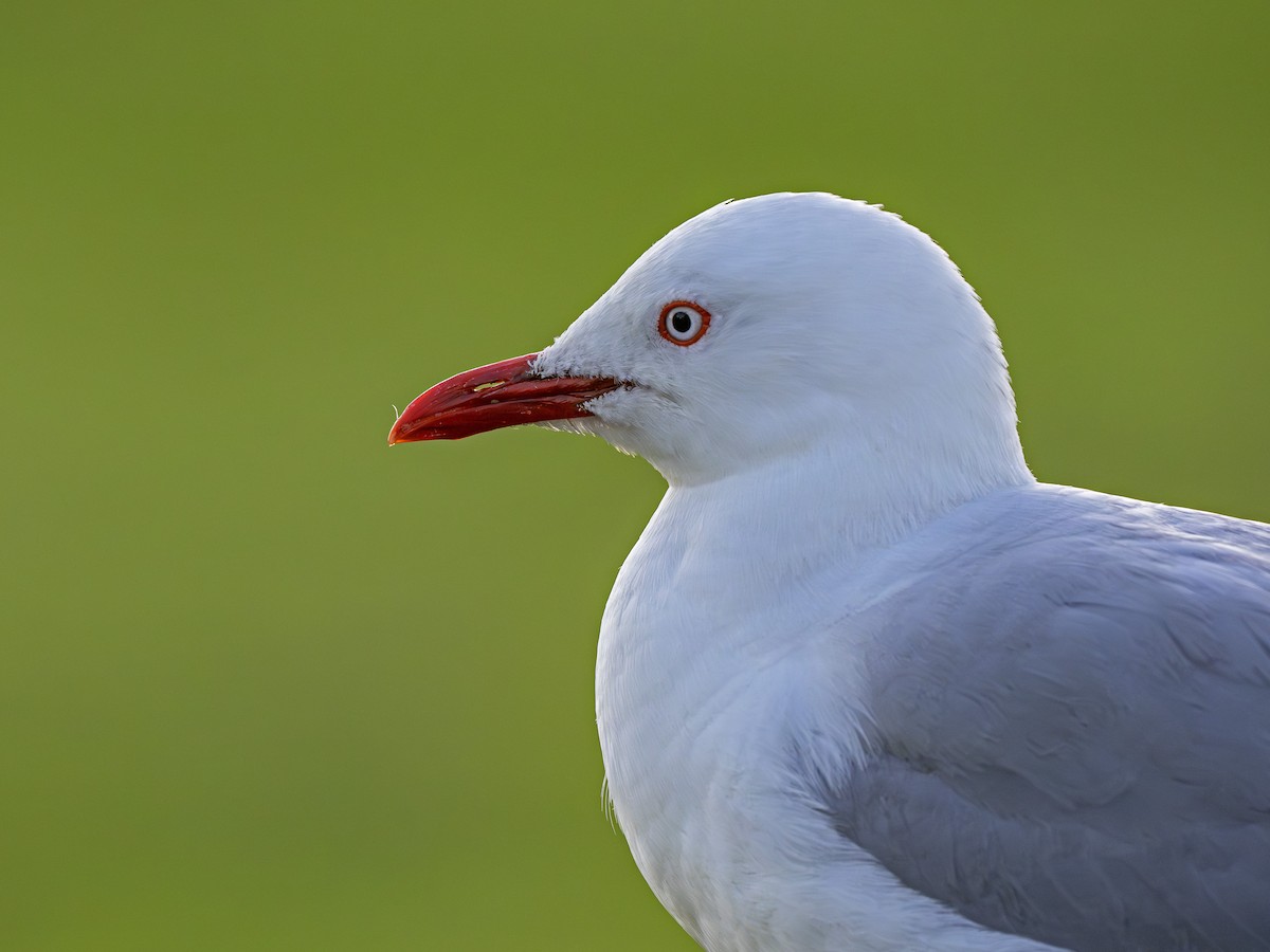 Gaviota Plateada Australiana - ML646955865