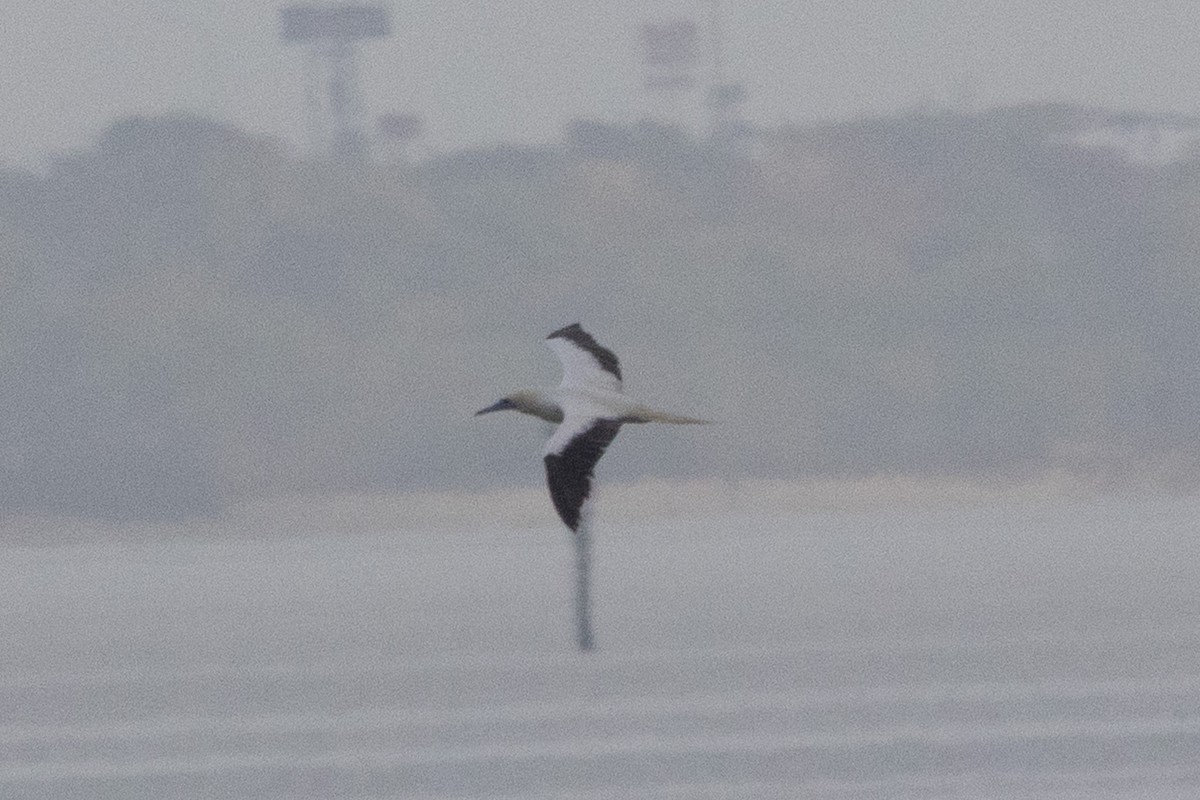 紅腳鰹鳥 - ML646955868