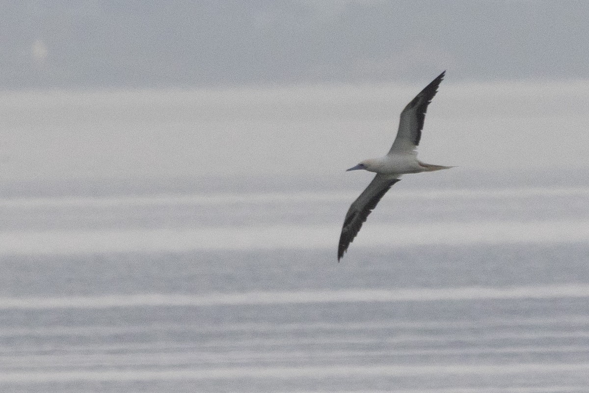 紅腳鰹鳥 - ML646955869