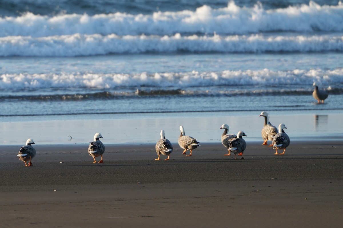 Emperor Goose - ML646955870