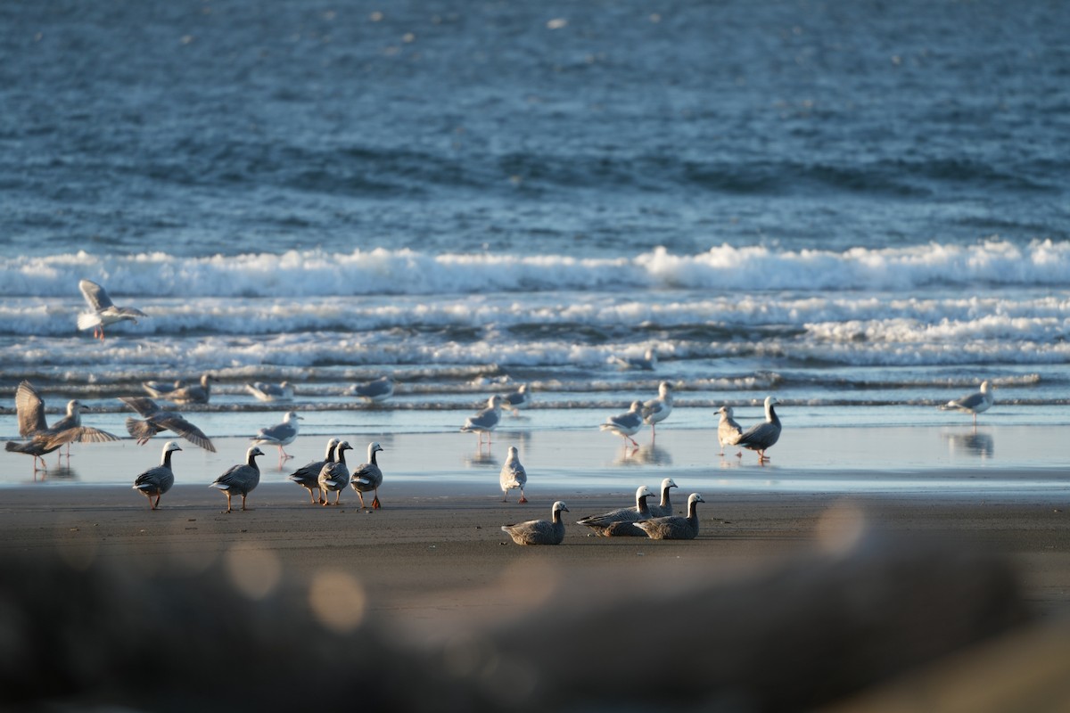 Emperor Goose - ML646955871