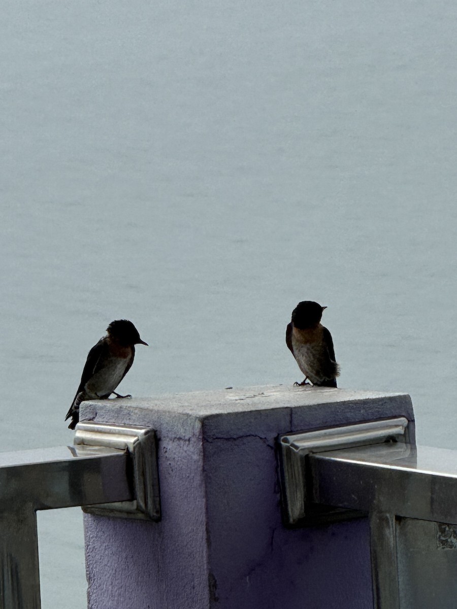 Common Tern - ML646955876