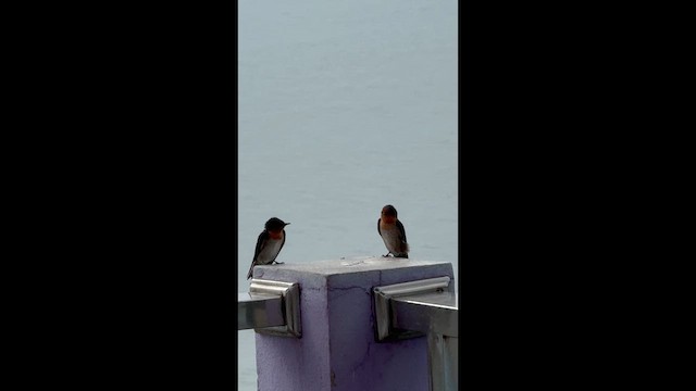 Sterne pierregarin - ML646955877