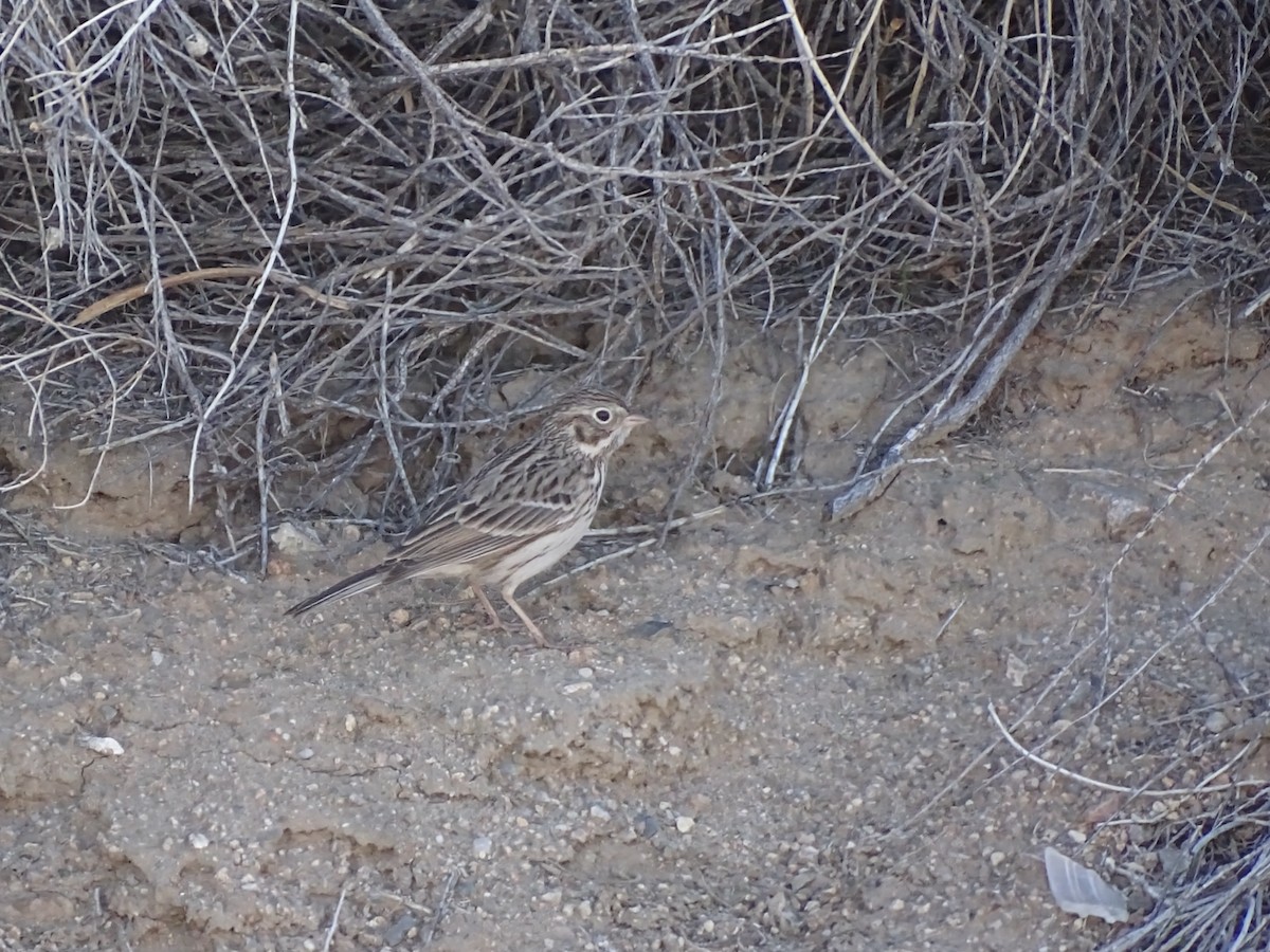 Пасовник польовий - ML646955878