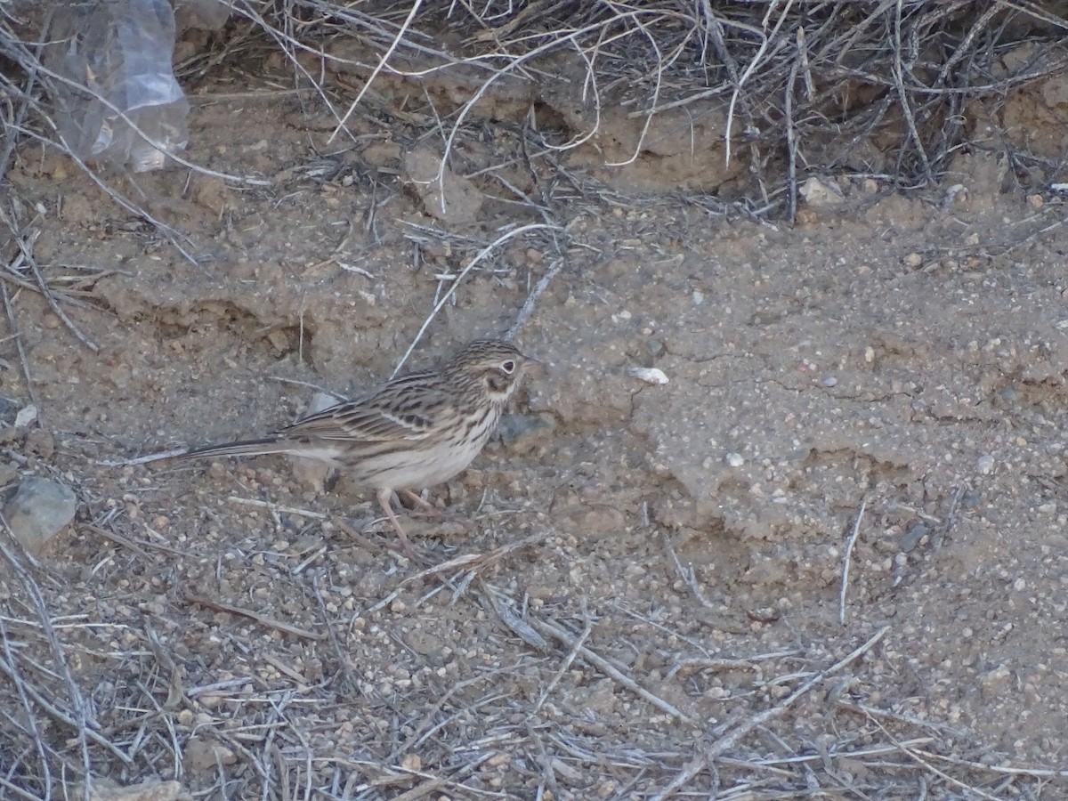 Vesper Sparrow - ML646955879