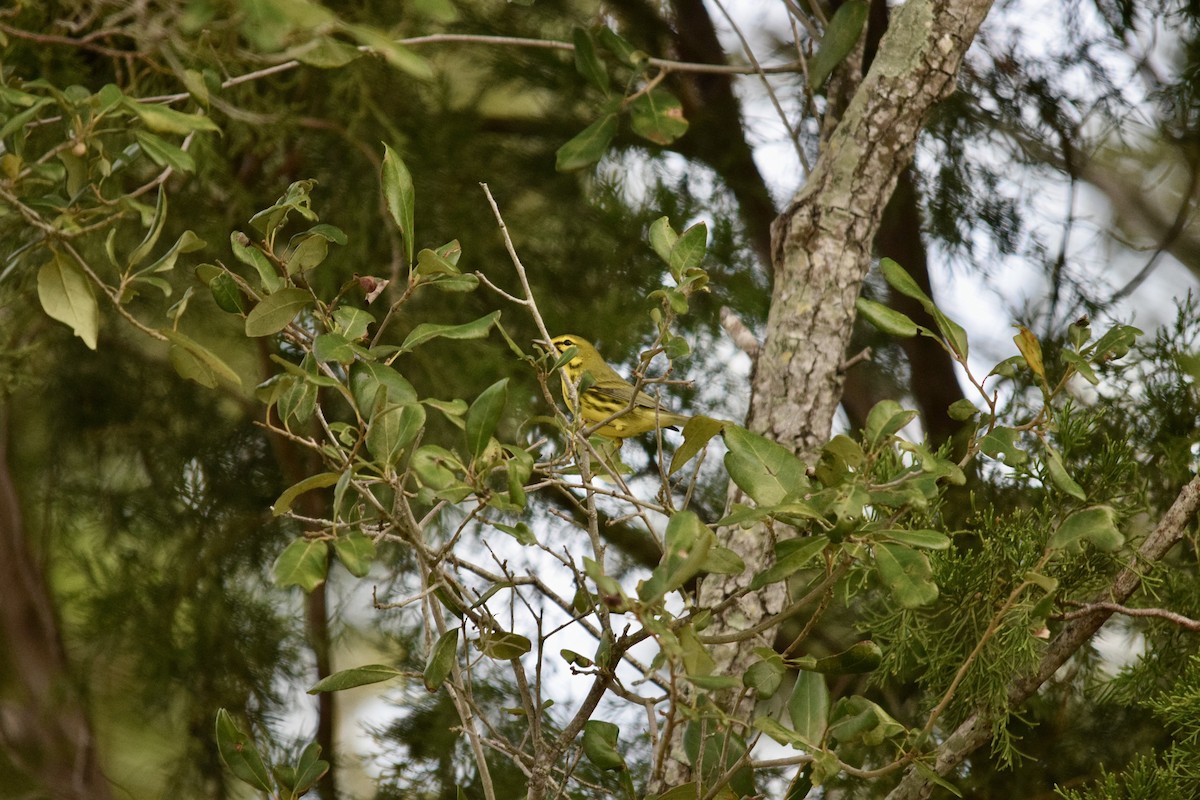 Prairie Warbler - ML646955882