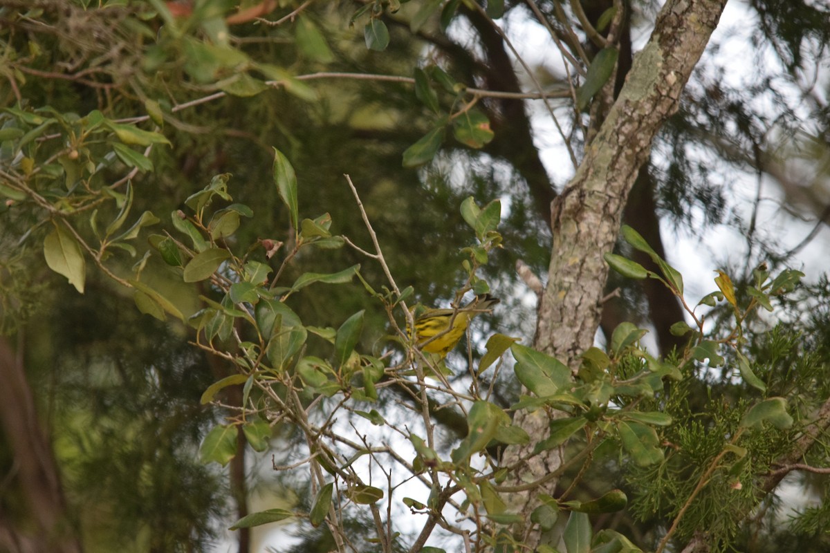 Prairie Warbler - ML646955883