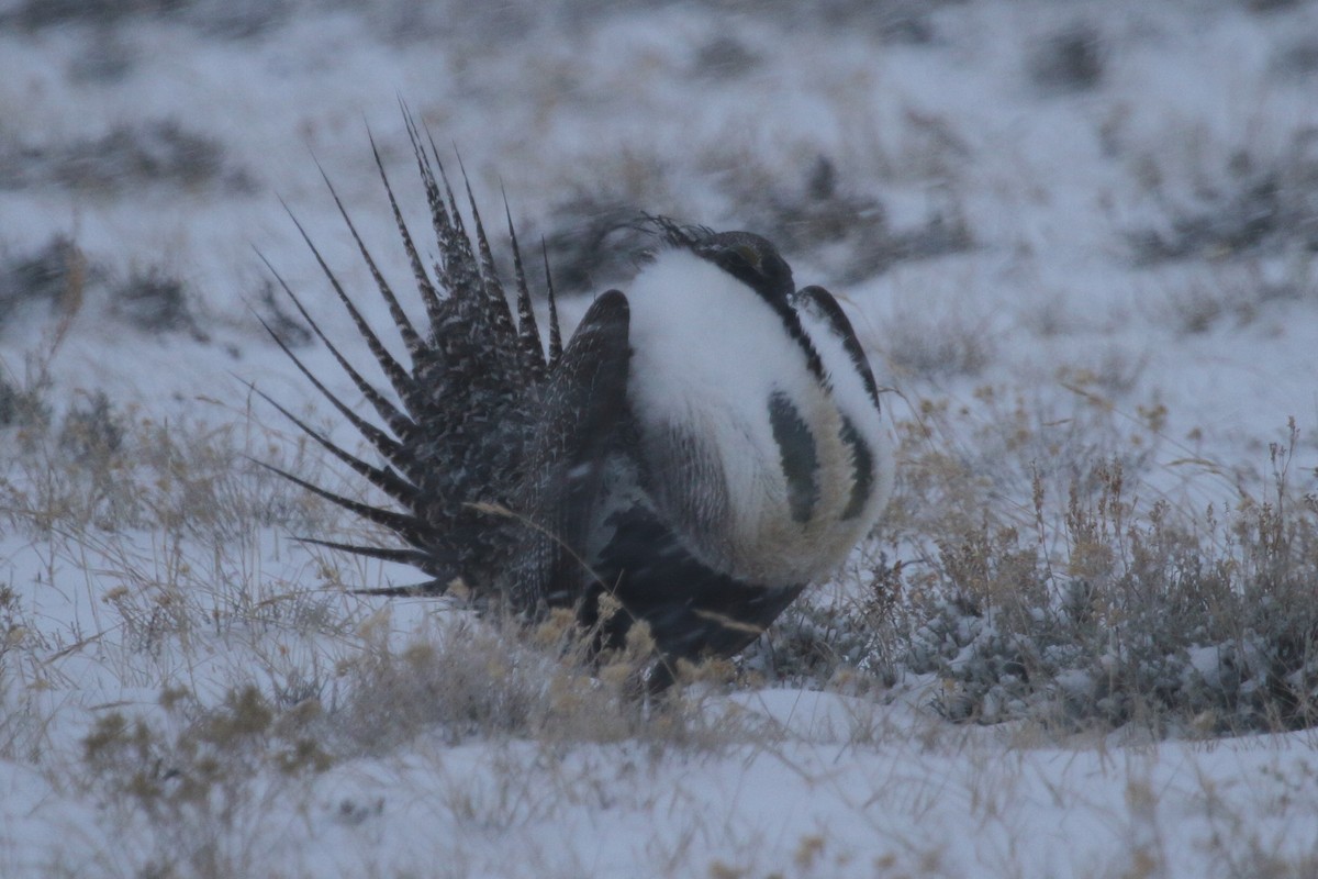 Tétras des armoises - ML646955887