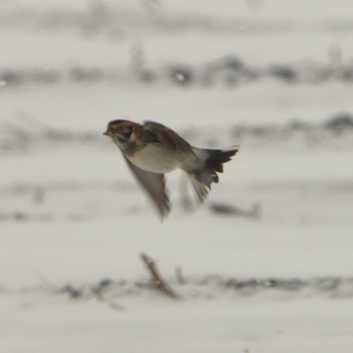 Escribano Lapón - ML646955888