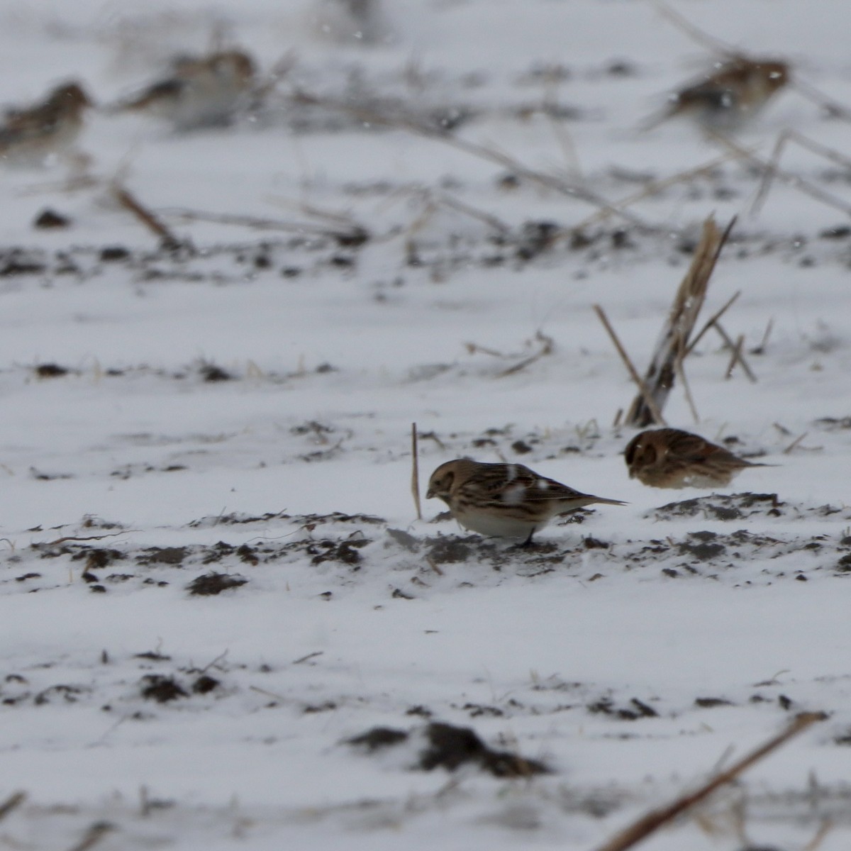 Escribano Lapón - ML646955889
