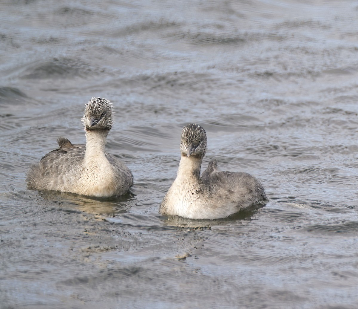 Grèbe argenté - ML646955890