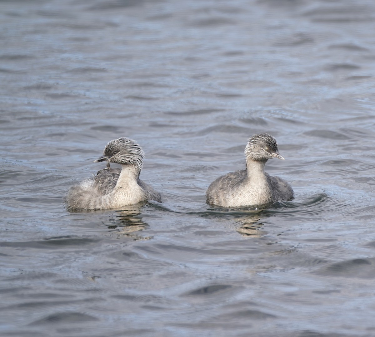 Grèbe argenté - ML646955891