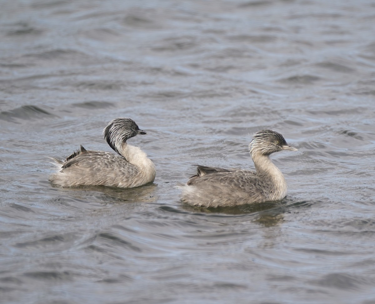 Grèbe argenté - ML646955892