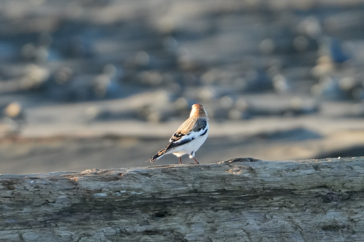 Plectrophane des neiges - ML646955894