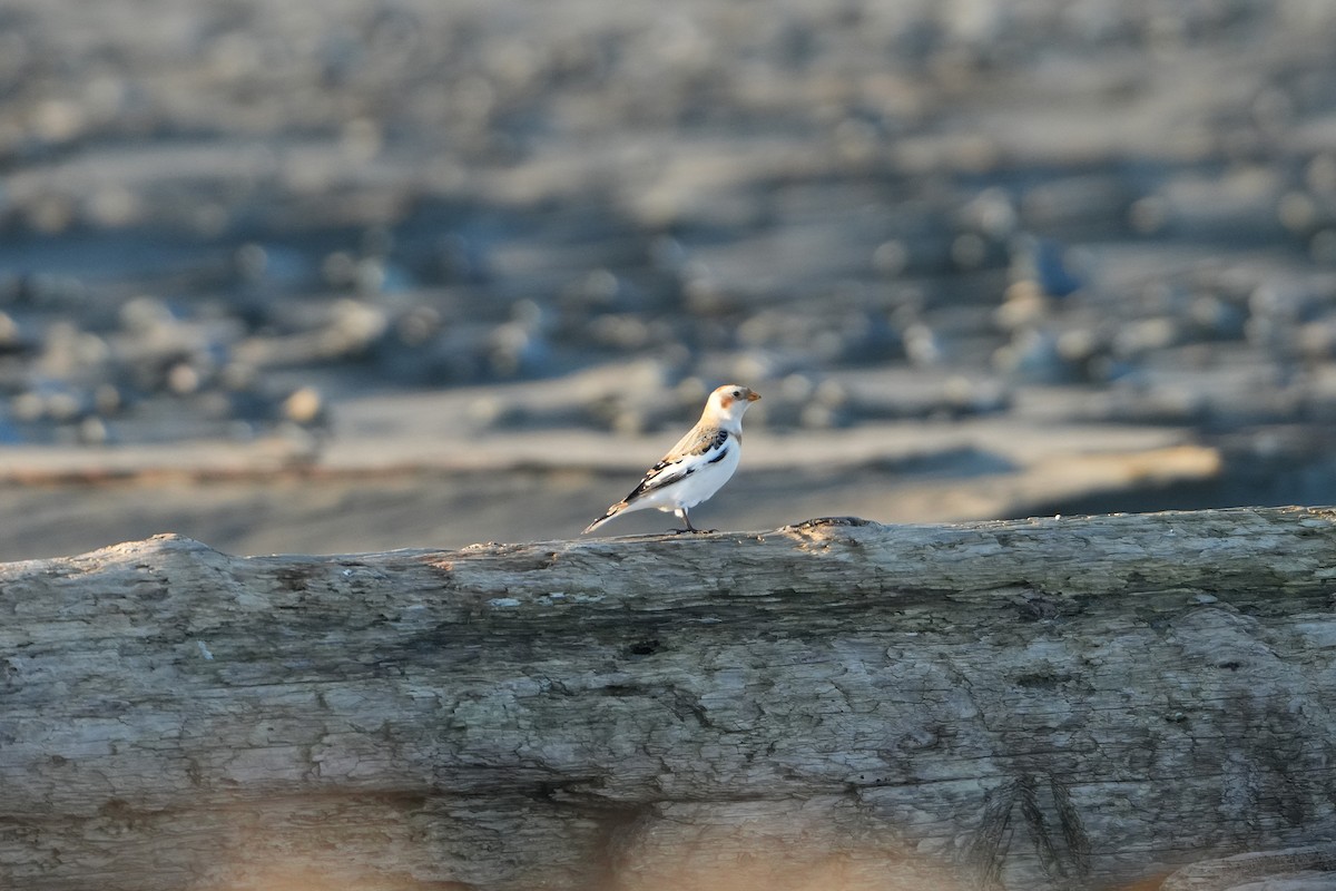 Plectrophane des neiges - ML646955895