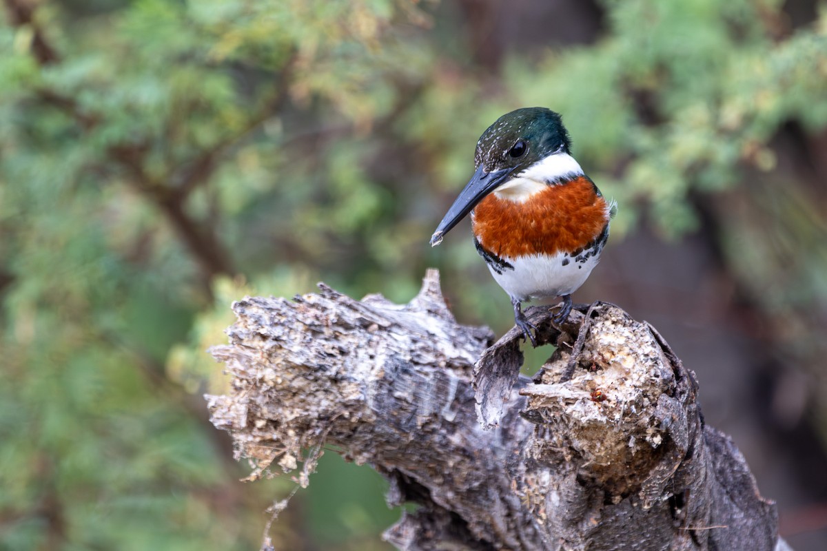 Martin-pêcheur vert - ML646955897