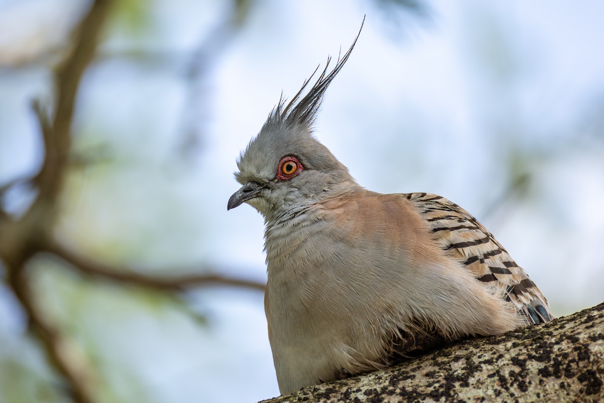 Colombine longup - ML646955898