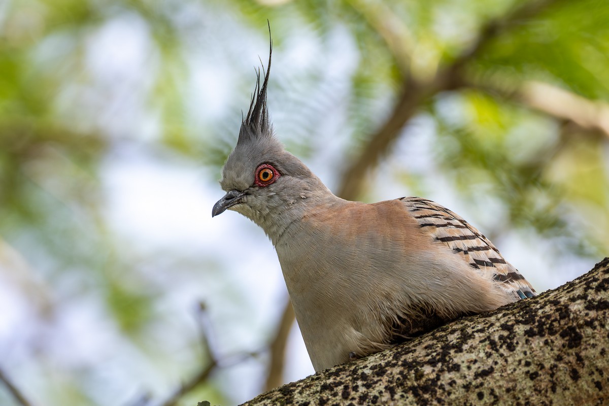 Colombine longup - ML646955899