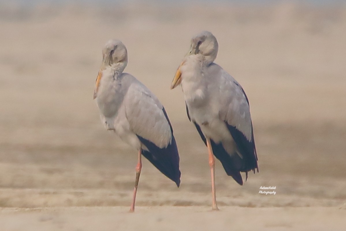 Bec-ouvert indien - ML646955900