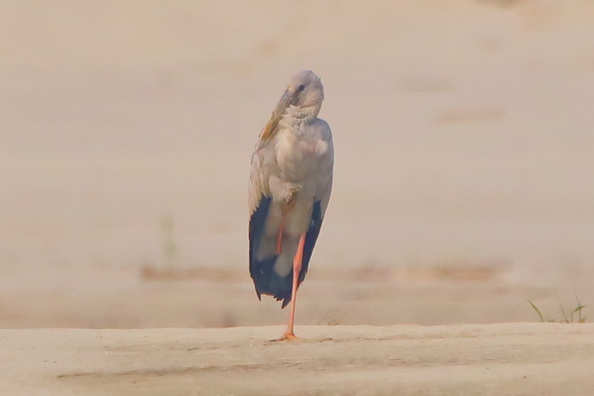 Bec-ouvert indien - ML646955901