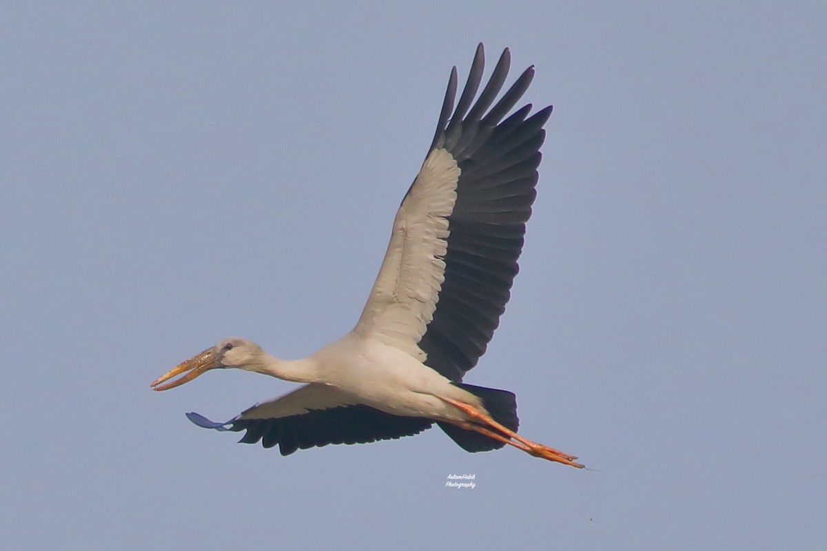 Bec-ouvert indien - ML646955902