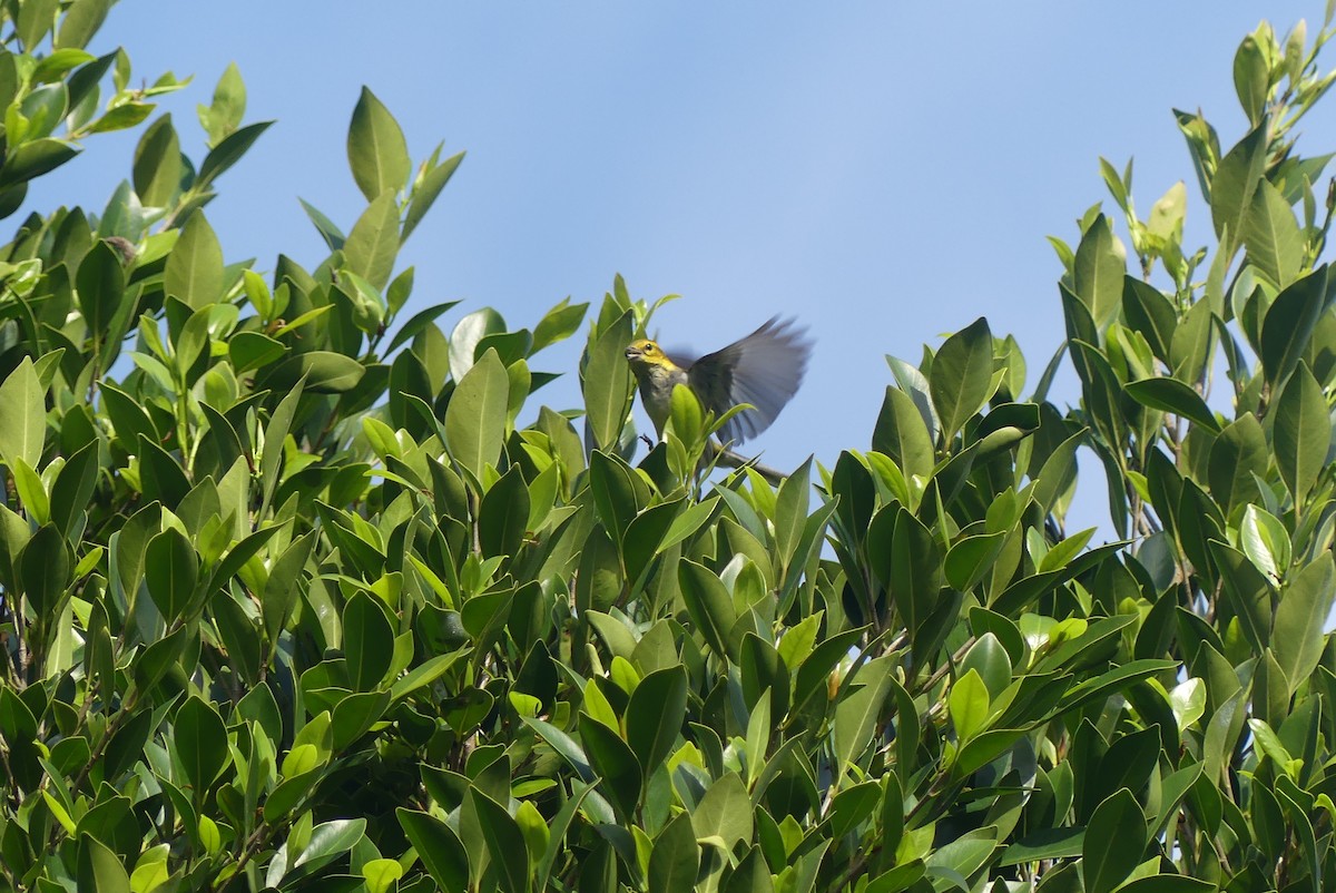 Grünmantel-Waldsänger - ML646955903