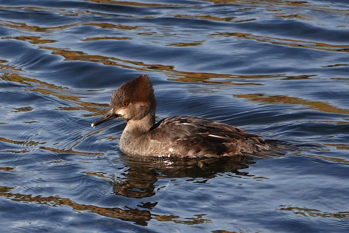 Harle couronné - ML646955905