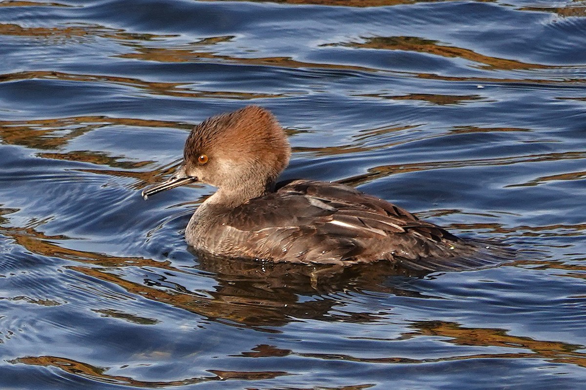 Harle couronné - ML646955906