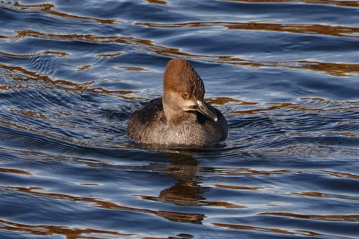 Harle couronné - ML646955907