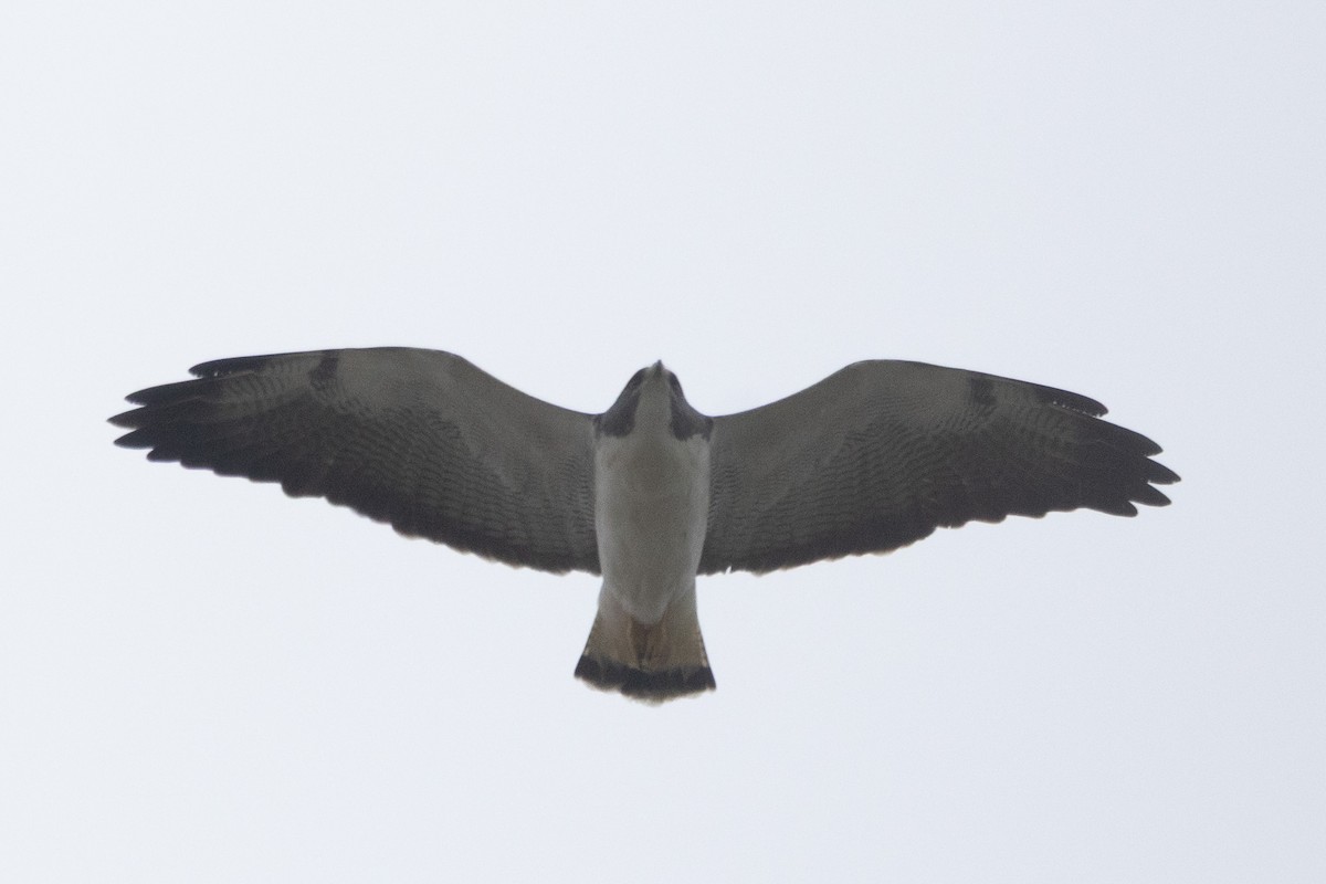 Buse à queue blanche - ML646955908