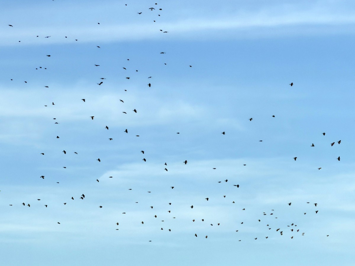 Красноплечий трупиал - ML646955909