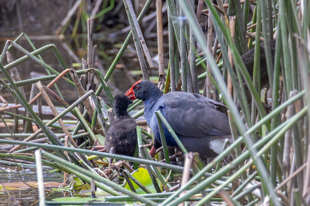 Talève australe - ML646955910