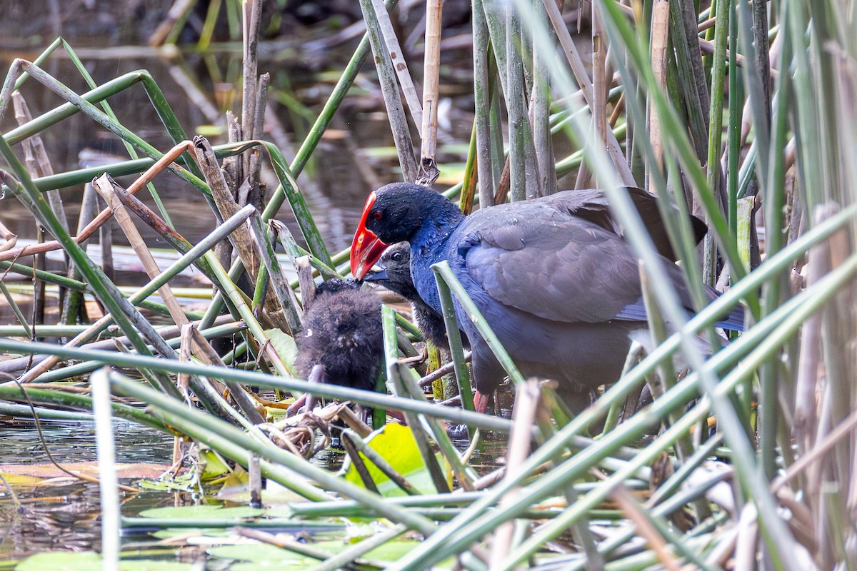 Talève australe - ML646955911