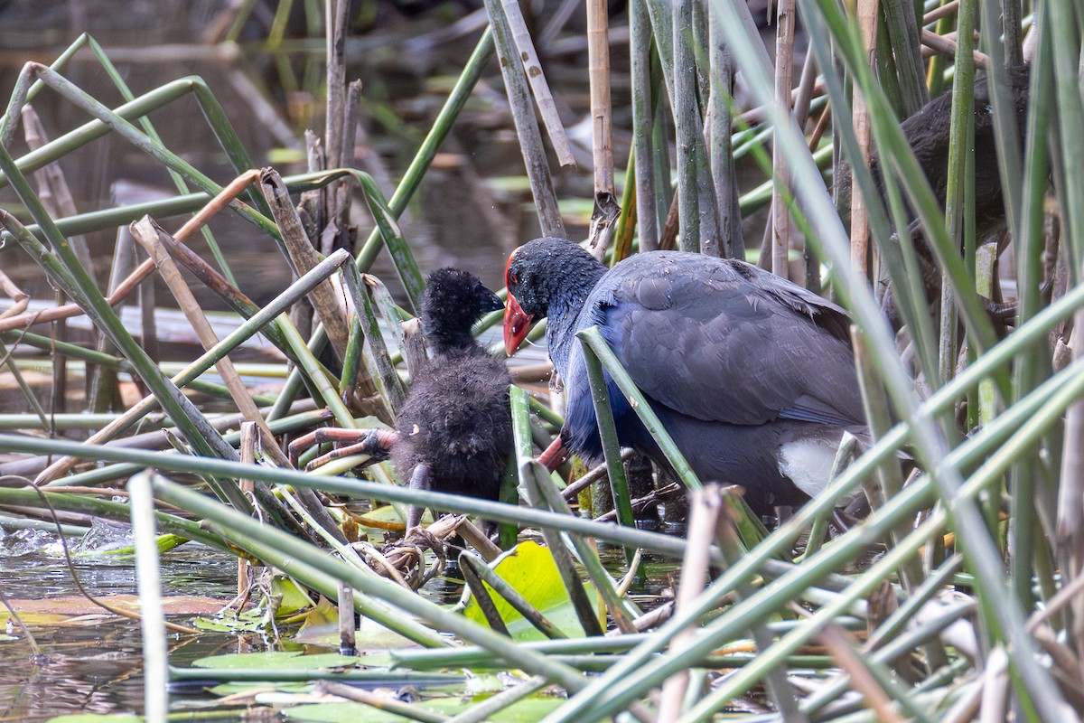 Talève australe - ML646955912