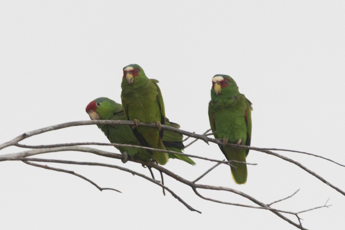 Amazone à front blanc - ML646955913