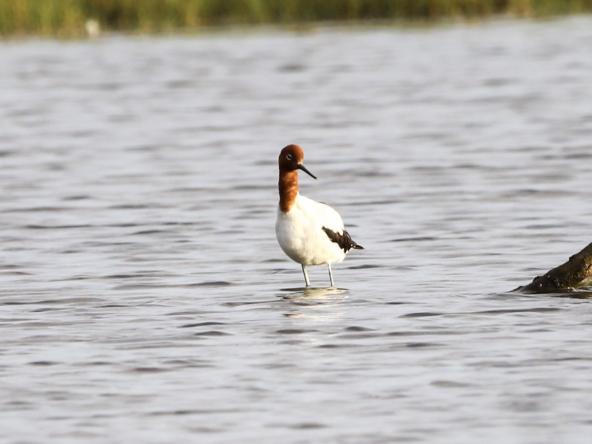 Avocette d'Australie - ML646955914