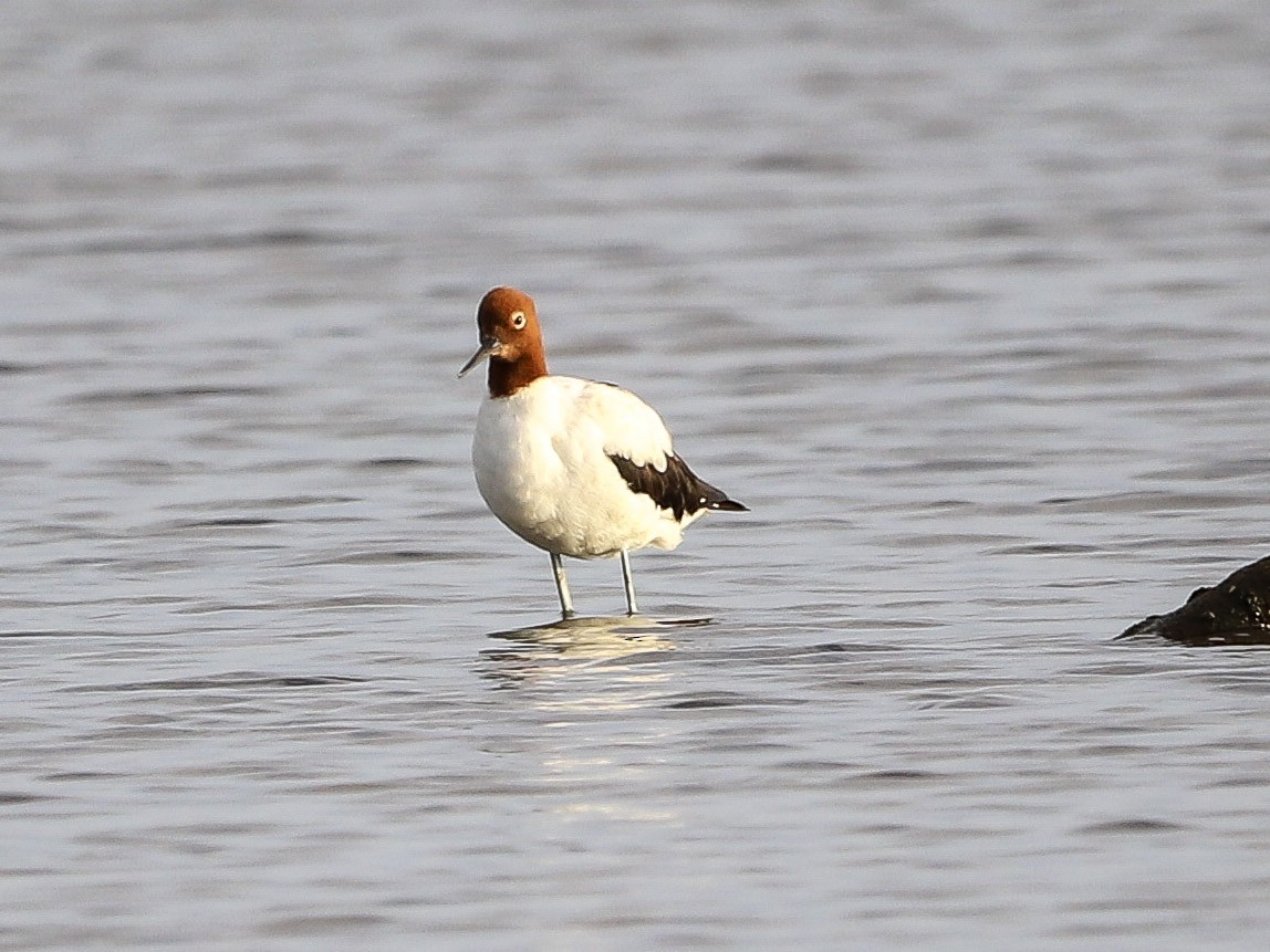 Avocette d'Australie - ML646955915