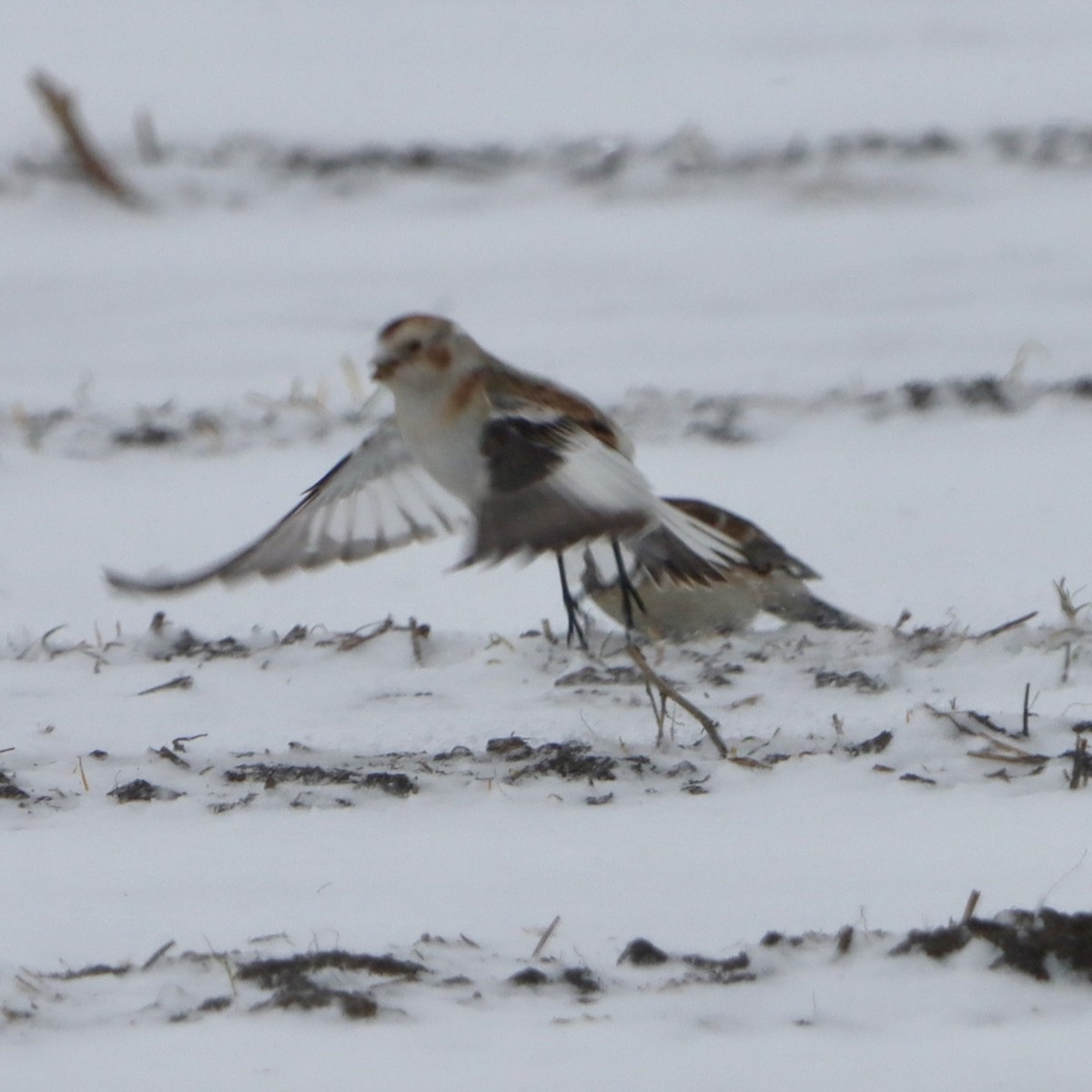 Escribano Nival - ML646955916