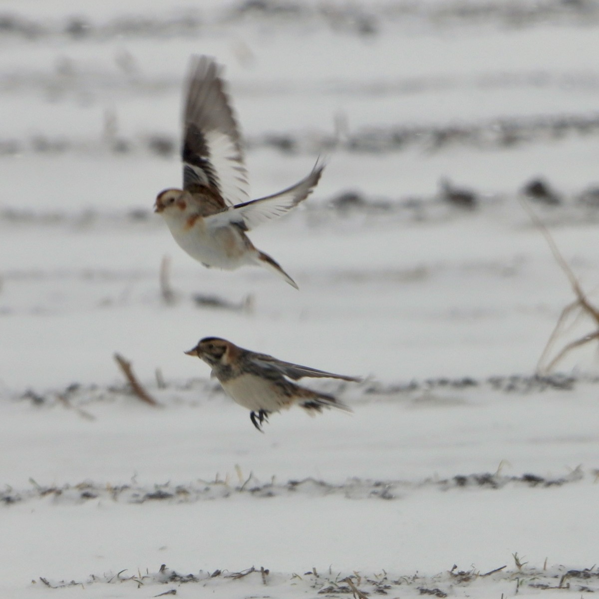 Escribano Nival - ML646955917