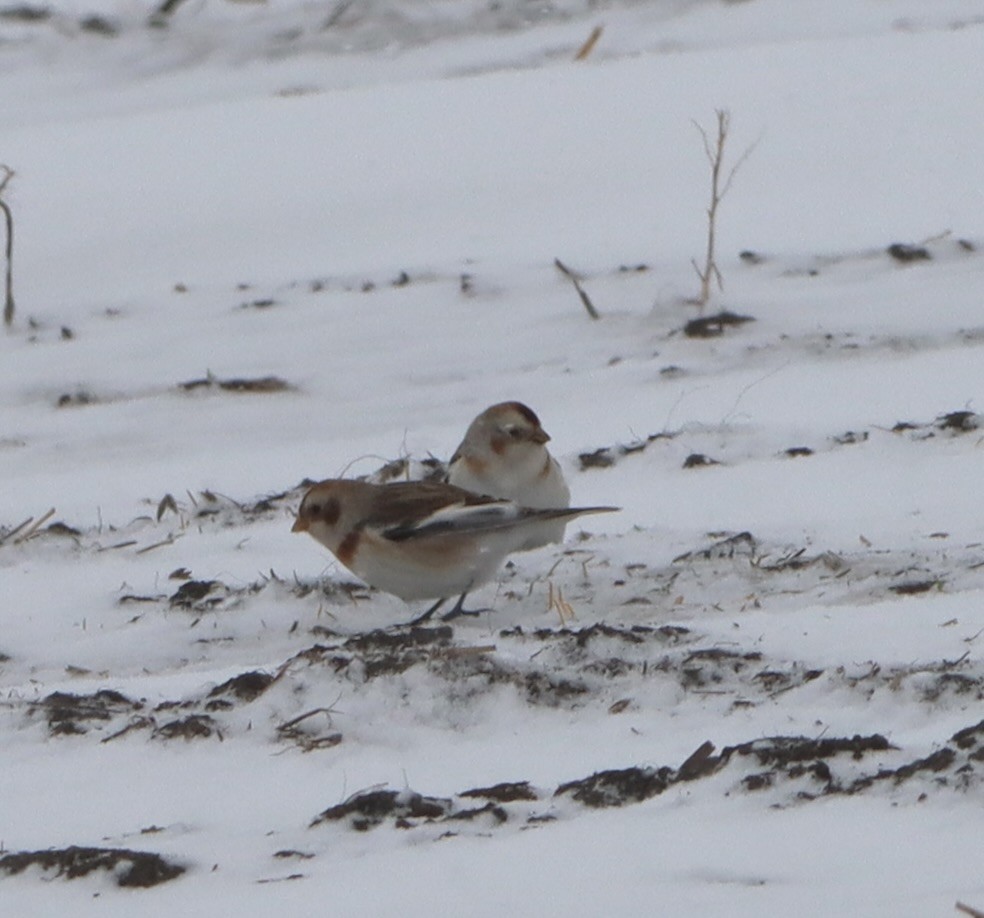 Escribano Nival - ML646955918