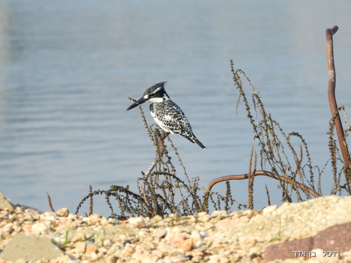 Martin-pêcheur pie - ML646955919
