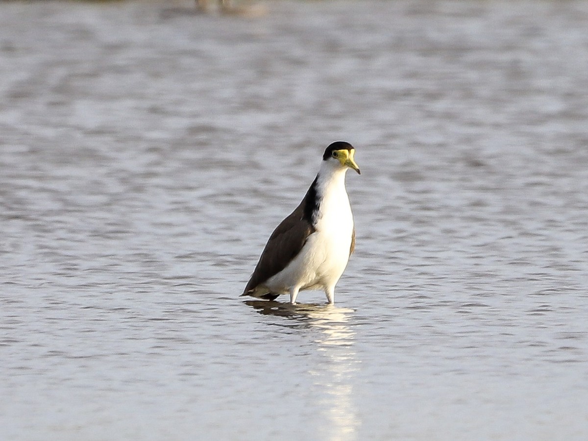 Masked Lapwing - ML646955922