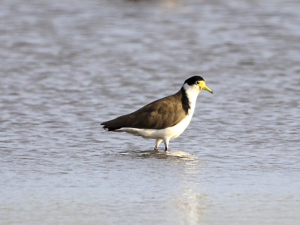Masked Lapwing - ML646955923